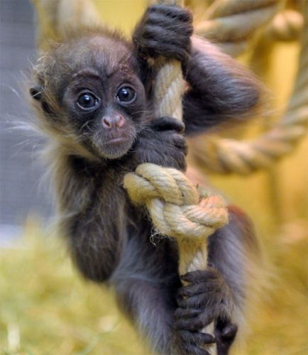 Macaco Aranha, Olha a pose do indivíduo!!!