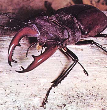 cabra_loura.jpg