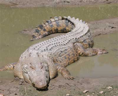 crocodilo_agua_salgada1.jpg