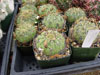 Aureiflora de Matucana