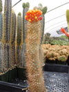 Auriazureus de Micranthocereus