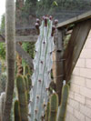Beneckei de Stenocereus