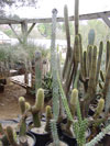 Beneckei de Stenocereus