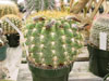 Bruchii de Echinopsis