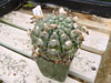 Crassigibba de Parodia