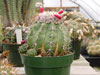 Curvispinus de Melocactus
