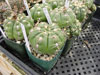 Denudatum de Gymnocalycium