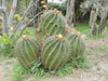 Echidne de Ferocactus