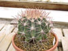 Emoryi de Ferocactus