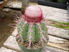 Ernestii de Melocactus