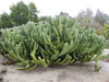 Geometrizans de Myrtillocactus