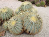 Glaucescens de Ferocactus
