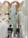 Pilosocereus glaucochrous