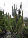 Guentheri de Espostoa