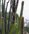Guentheri de Espostoa