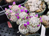 Hernandezii de Mammillaria