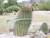 Herrerae de Ferocactus