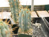 Hertlingiana de Browningia