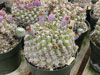 Hossei de Gymnocalycium