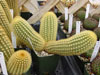 Icosagonus de Cleistocactus