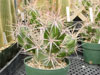 Invicta de Grusonia