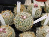 Knuthianus de Turbinicarpus