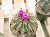 Emoryi de Ferocactus
