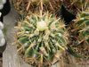 Latispinus de Ferocactus