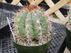 Levitistatus de Melocactus