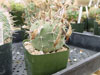 Madisoniorum de Matucana