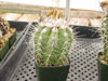 Marginata de Copiapoa