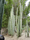 Marginatus de Pachycereus