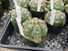 Megalothelon de Gymnocalycium