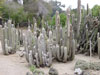 Melanostele de Espostoa