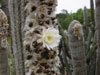 Melanostele de Espostoa