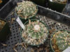 Ochoterenae de Gymnocalycium