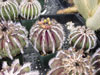 Pectinifera de Uebelmannia