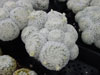 Plumosa de Mammillaria
