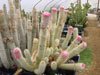 Polyanthus de Micranthocereus