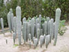 Pringlei de Pachycereus