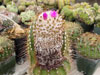 Purpureus de Coleocephalocereus