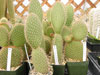 Pycnantha do Opuntia