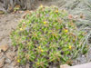 Robustus de Ferocactus