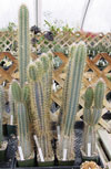 Royenii de Pilosocereus