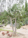 Rubescens de Consolea