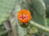 Rubescens de Consolea