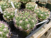 Saglionis de Gymnocalycium