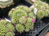Sartorii de Mammillaria