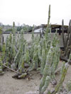 Schottii de Pachycereus