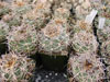 Spegazzinii de Gymnocalycium